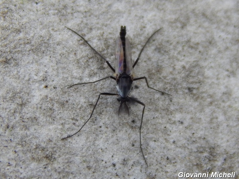 Chironomidae maschio